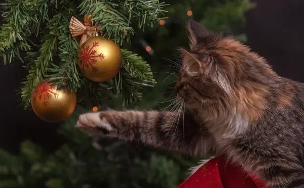 Cat playing with a bauble in Christmas tree