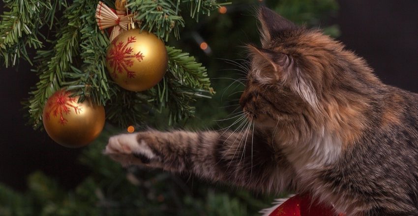 cat playing with decorations in Christmas tree