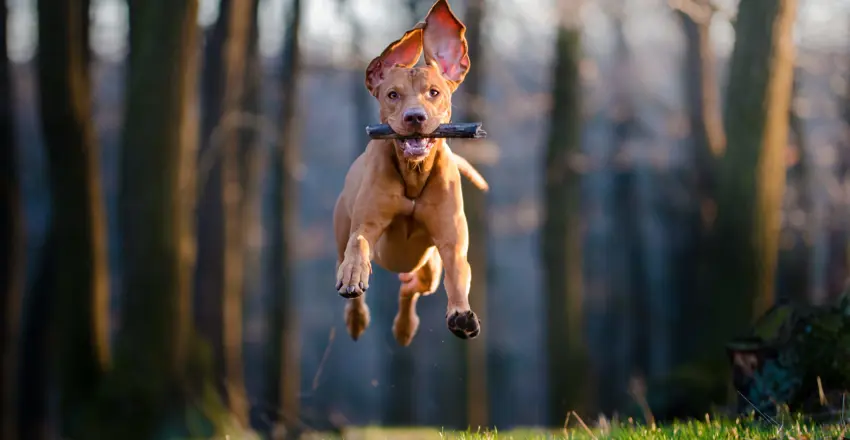 Dog out on a walk