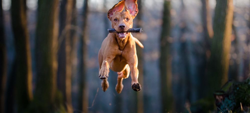 Dog Getting Set Free Dogs Go Free | The Crown and Castle
