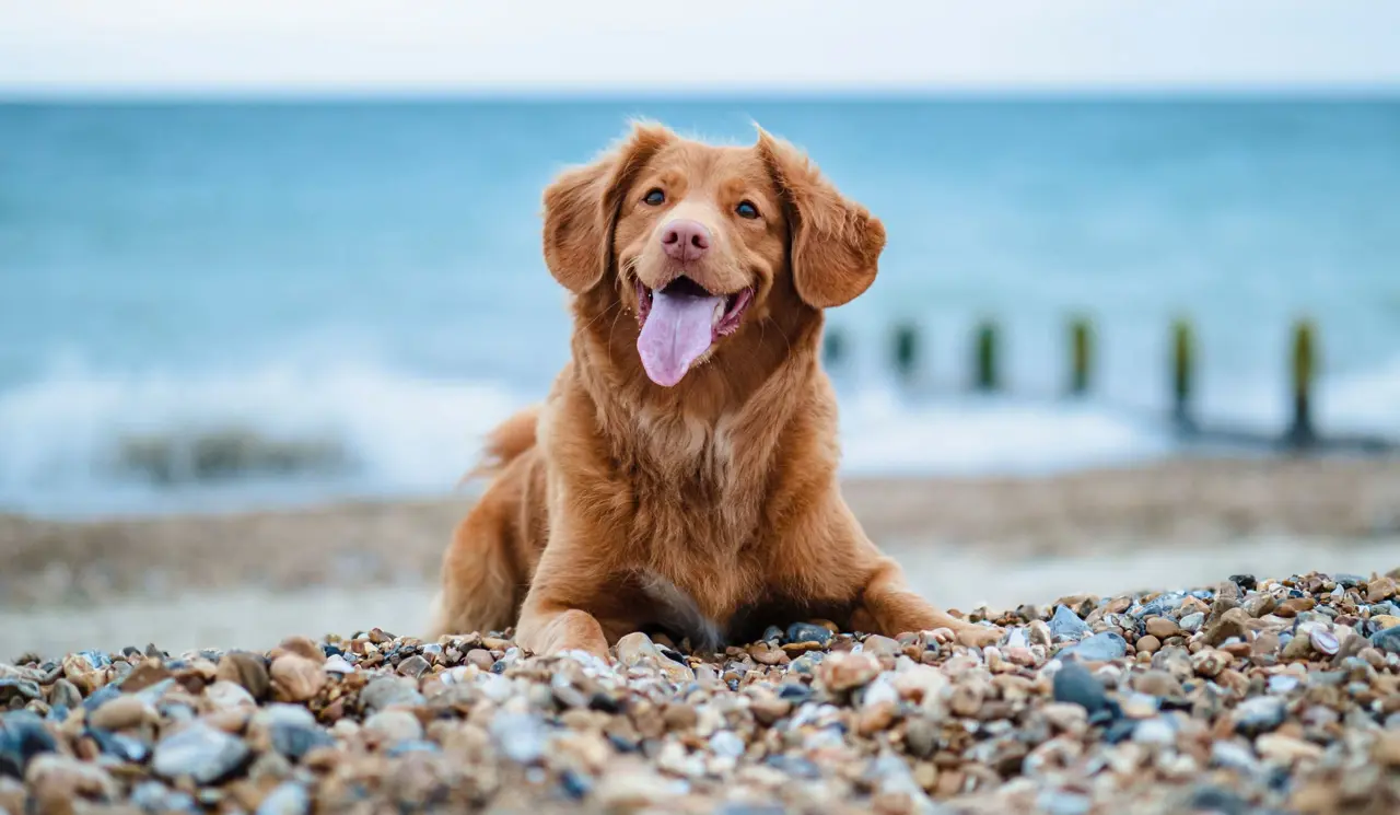 dog laying on pebble beach