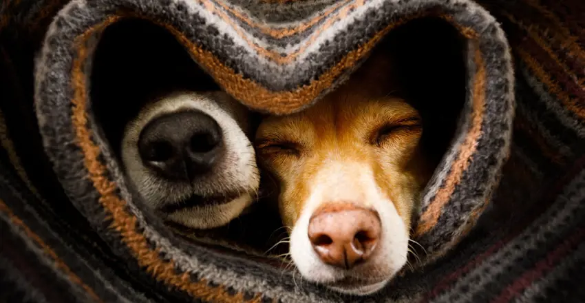 Dog walks from The Crown and Castle, Orford, Suffolk