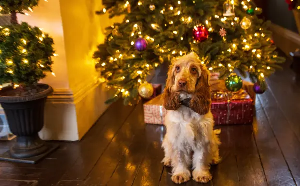 Puppy sat in front of Christmas tree
