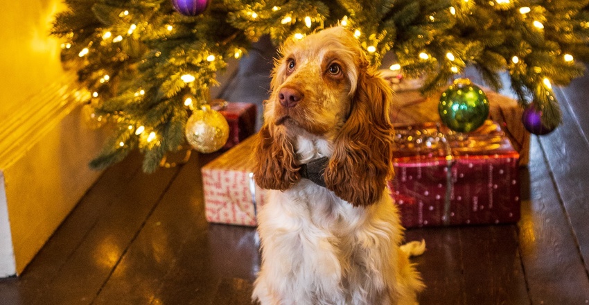 Crown and Castle, spaniel puppy sat in front of Christmas tree